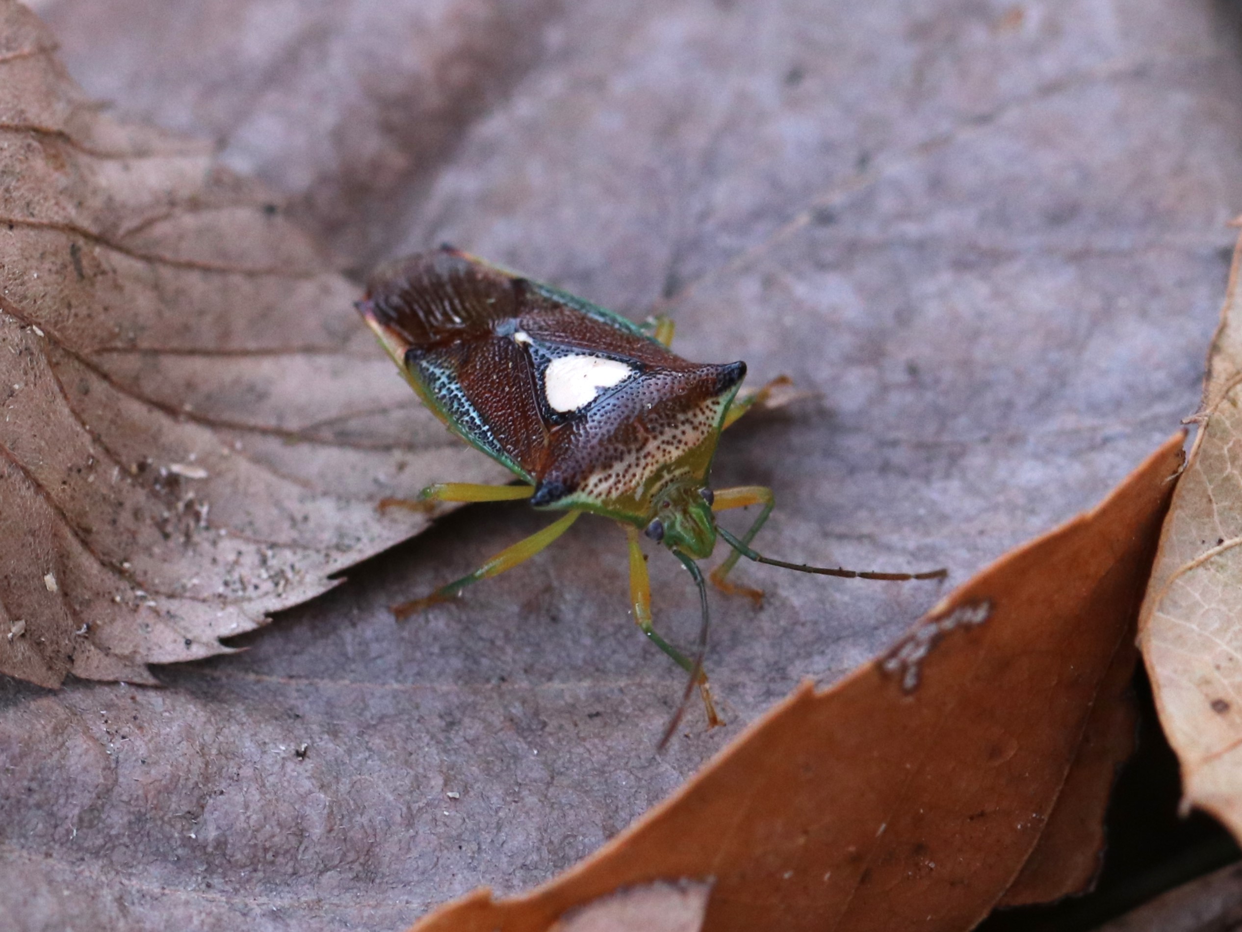 photo_6
